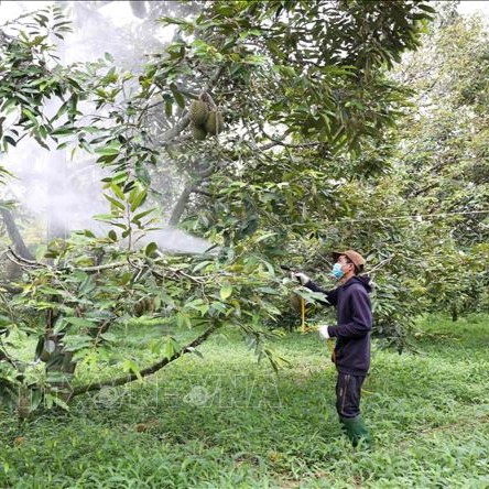 Nông dân phun thuốc Takumi 20WG phòng trừ sâu đục quả cho sầu riêng