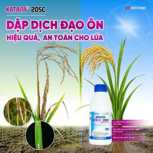 Nhận biết nguyên nhân, triệu chứng và phòng trị đúng cách bệnh đạo ôn cổ bông lúa