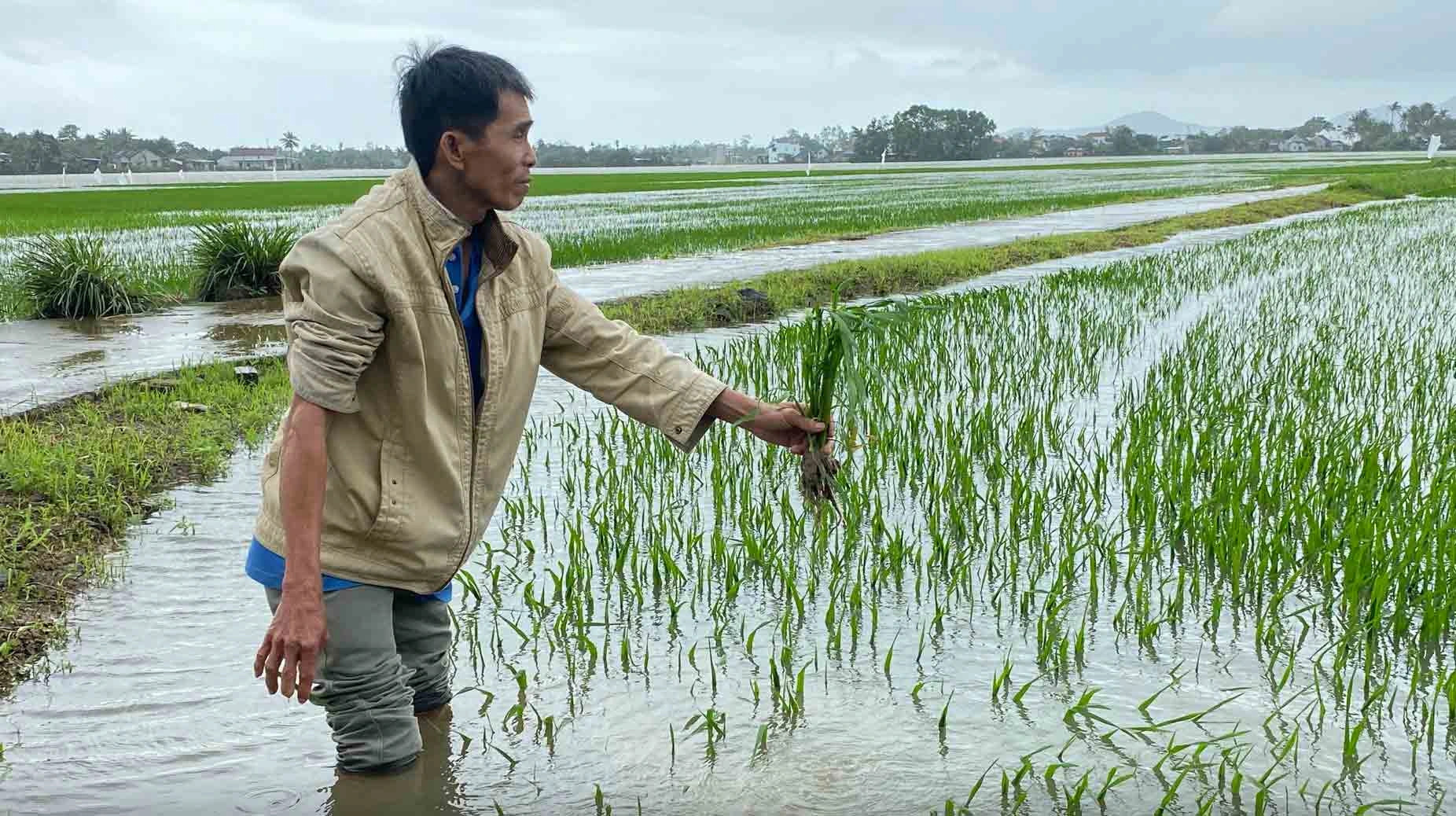 cánh đồng lúa bị bệnh đạo ôn