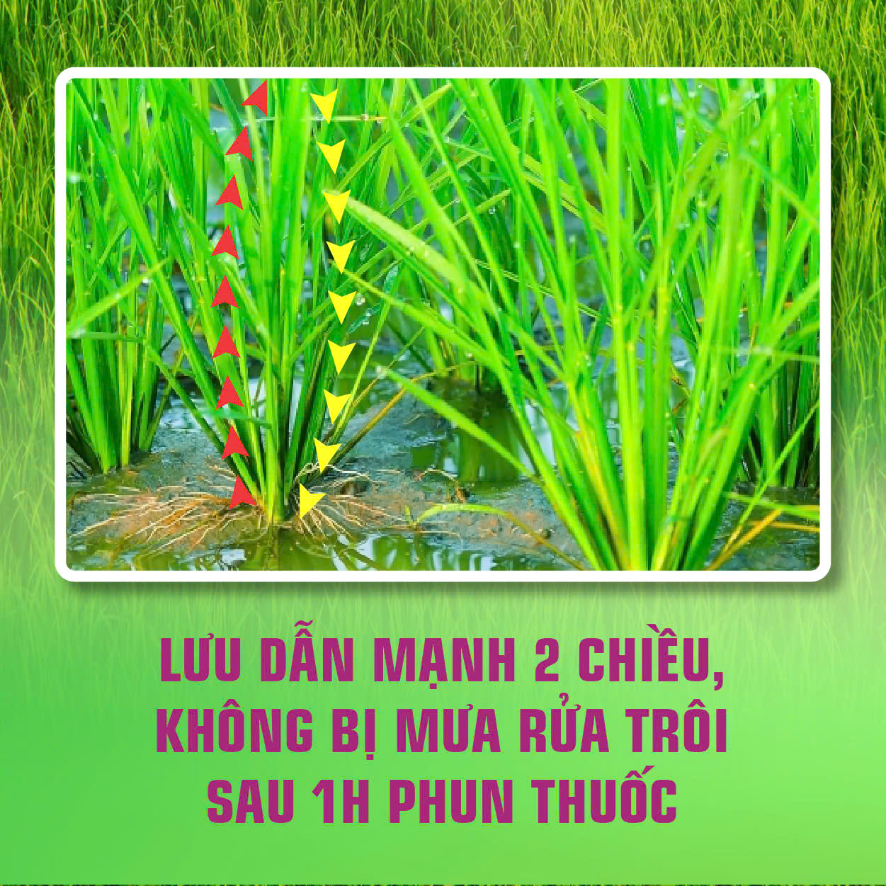 Đặc trị đạo ôn cùng Katana 20sc