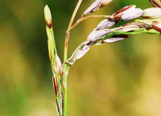 Katana 20SC đặc trị đạo ôn nhánh gié hiệu quả