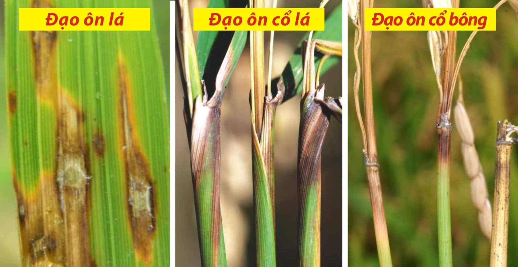 hinh ảnh đạo ôn