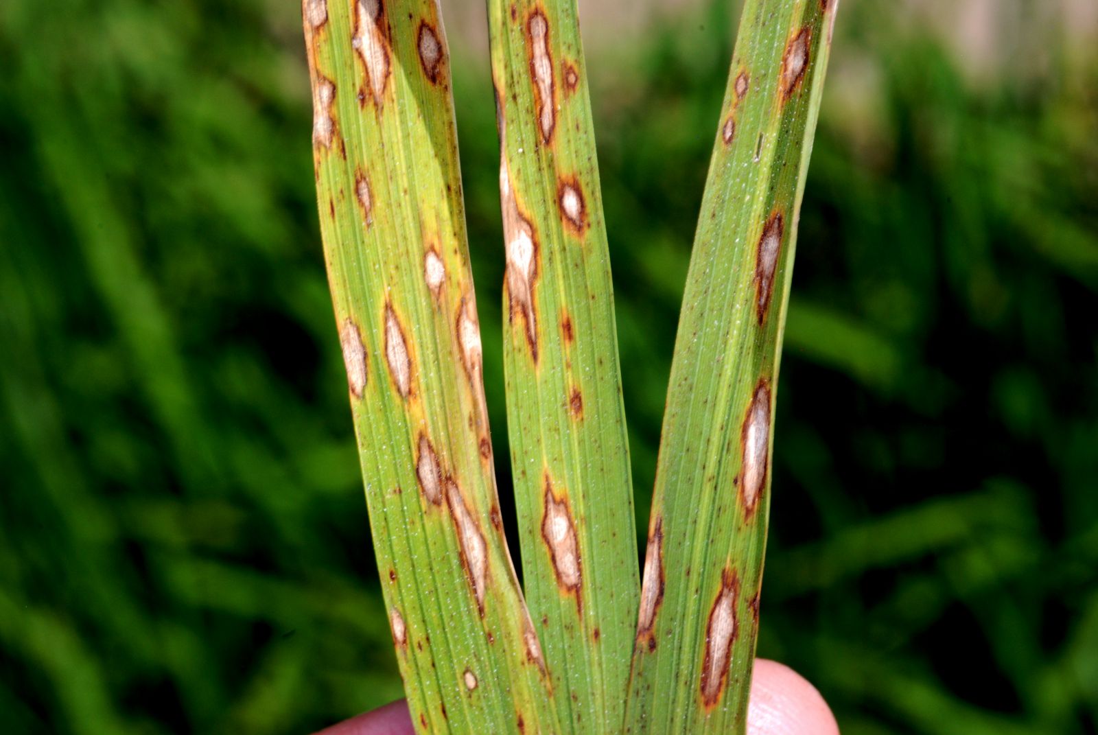 Katana 20sc dấu hiệu nấm đạo ôn 