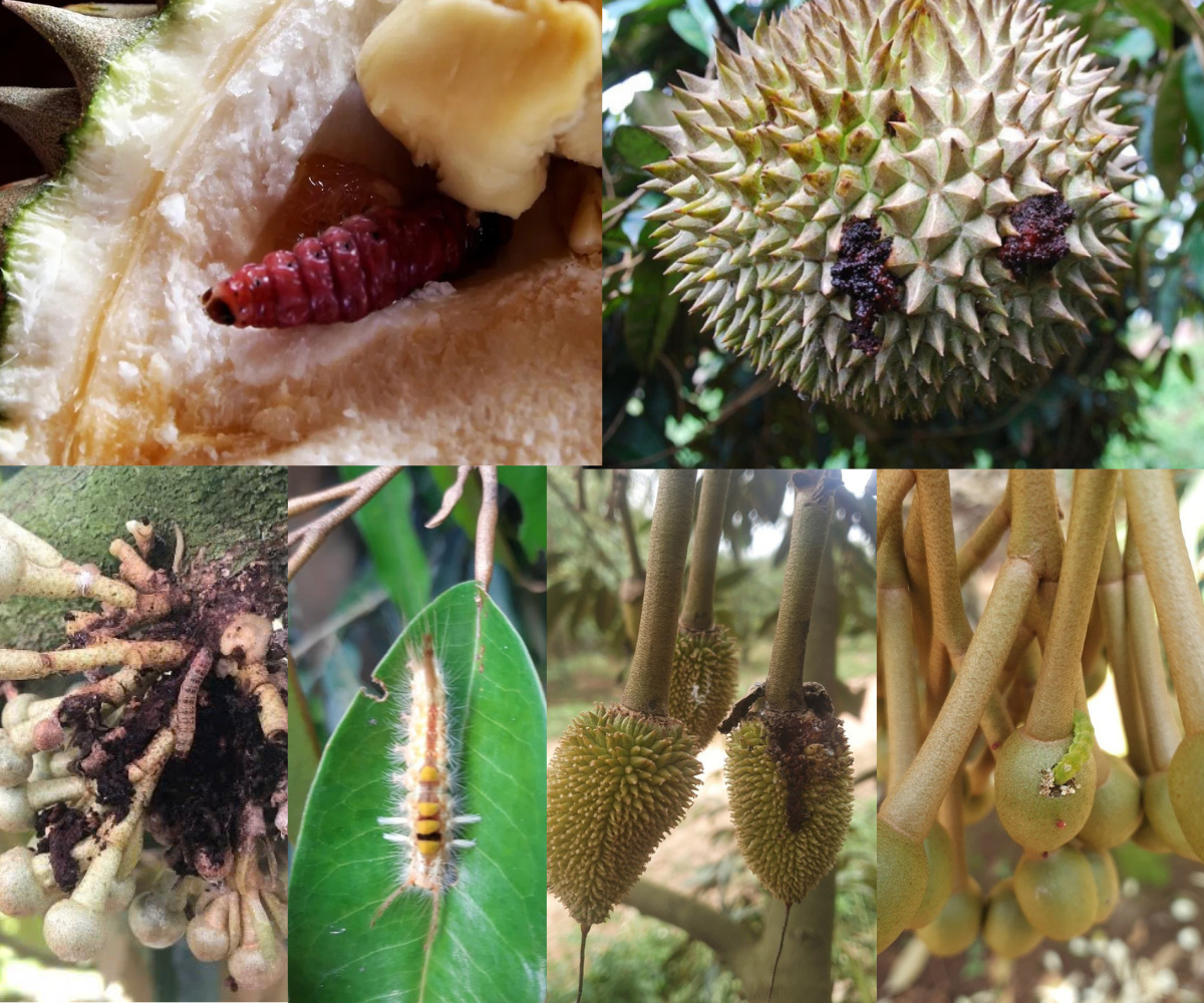 sâu đục quả gây nhiều thiệt hại cho bà con nông dân