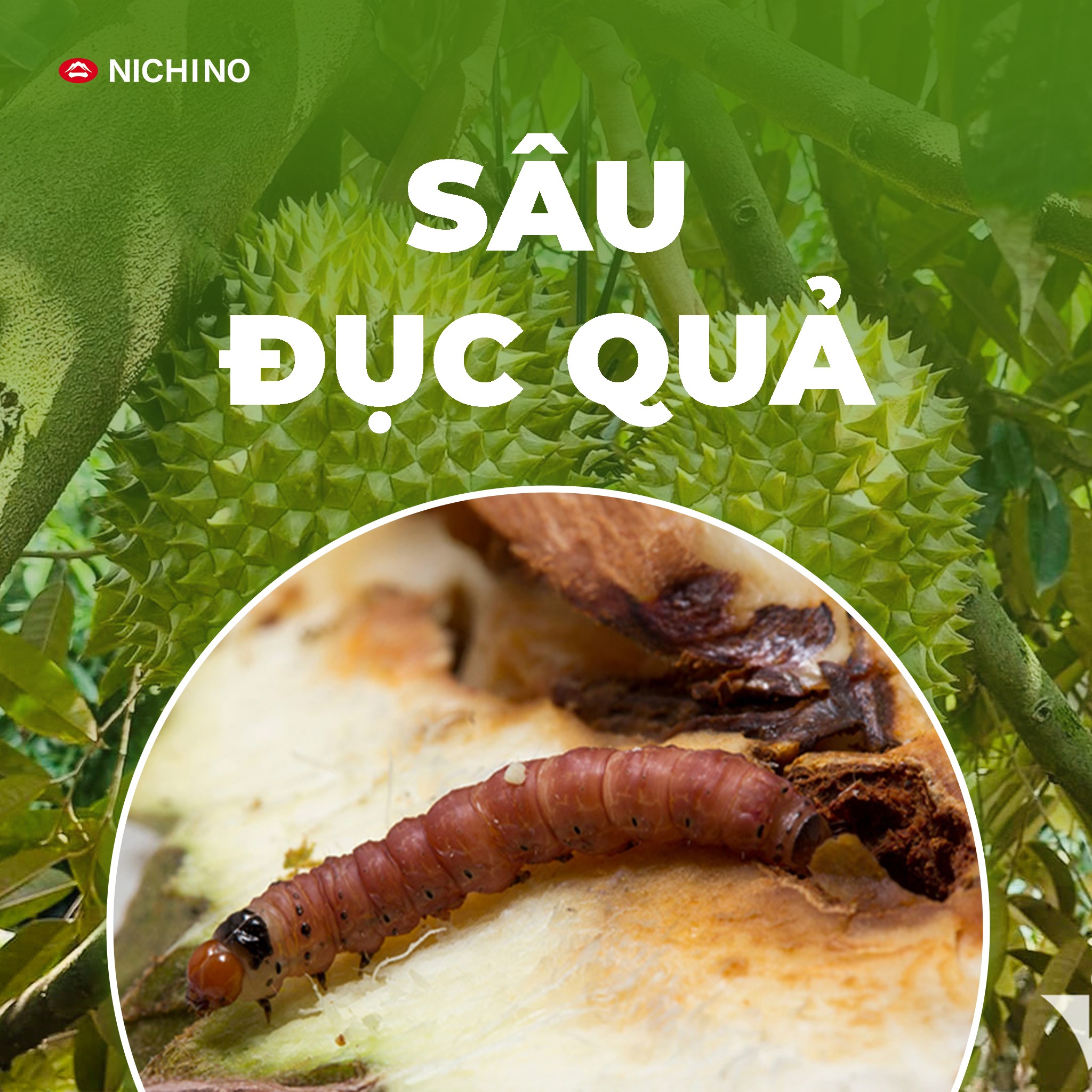 Takumi 20wg giải pháp trị sâu đục quả sầu riêng