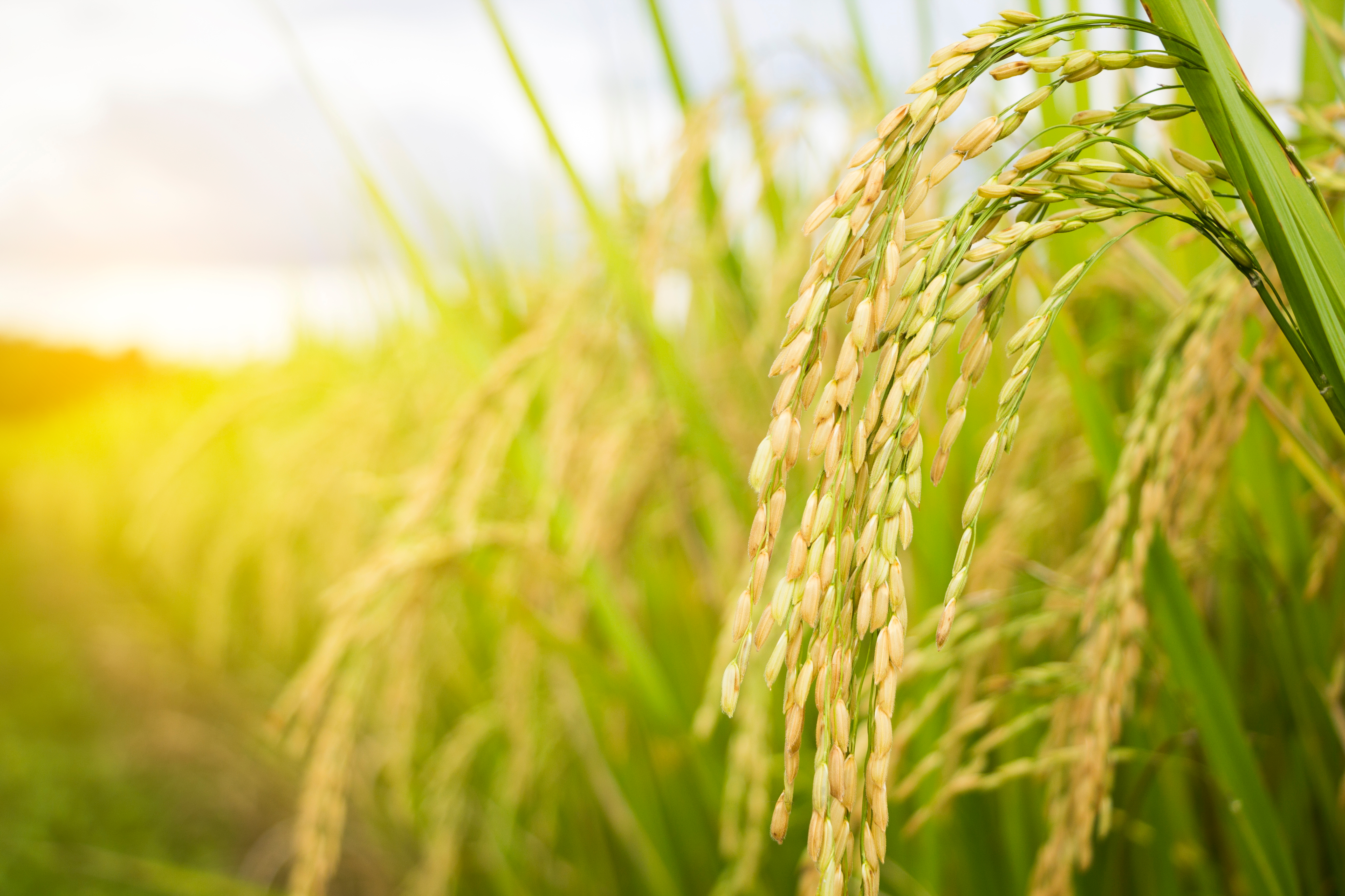 quản lý đạo ôn hiệu quả với Katana