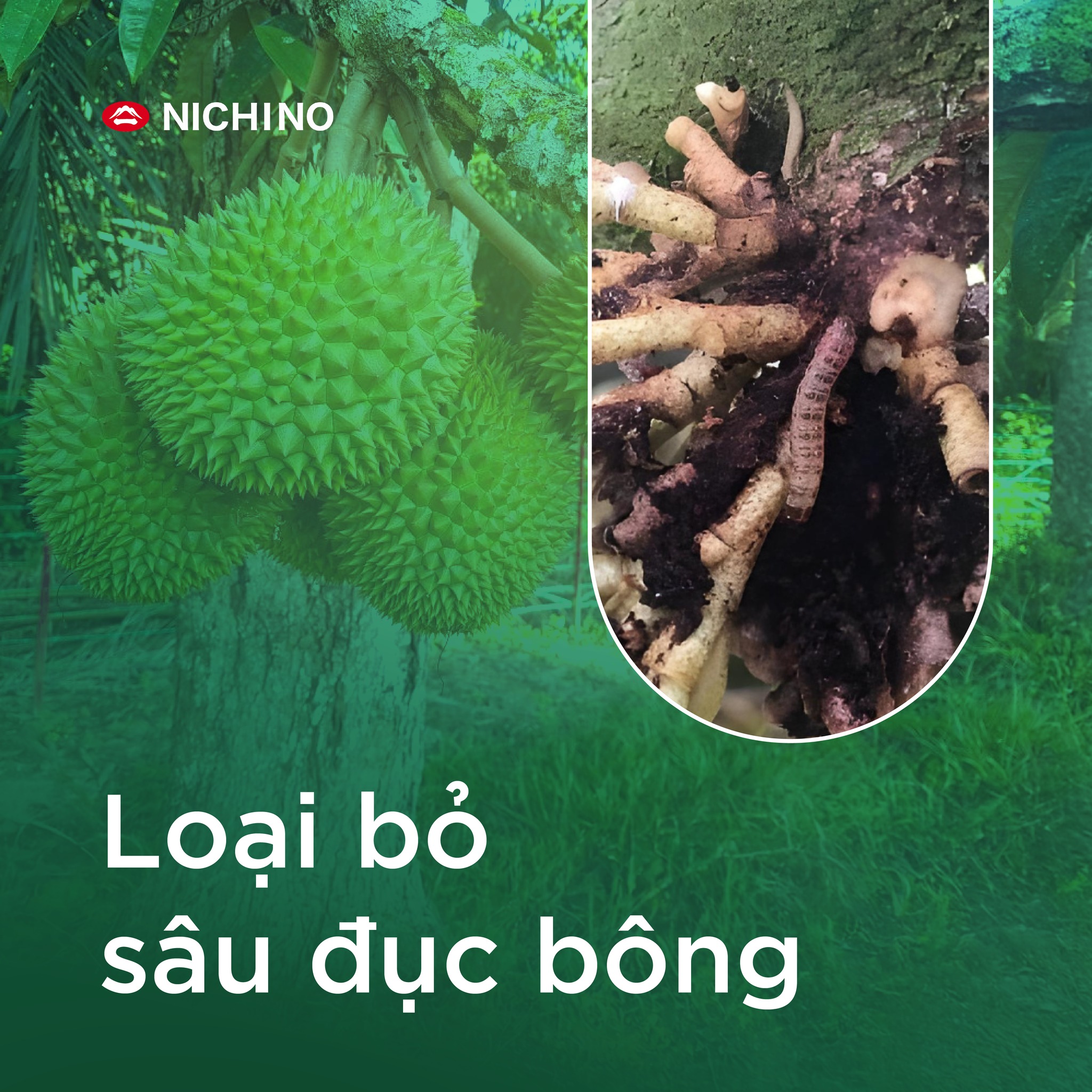 Takumi 20wg loại bỏ sâu đục bông
