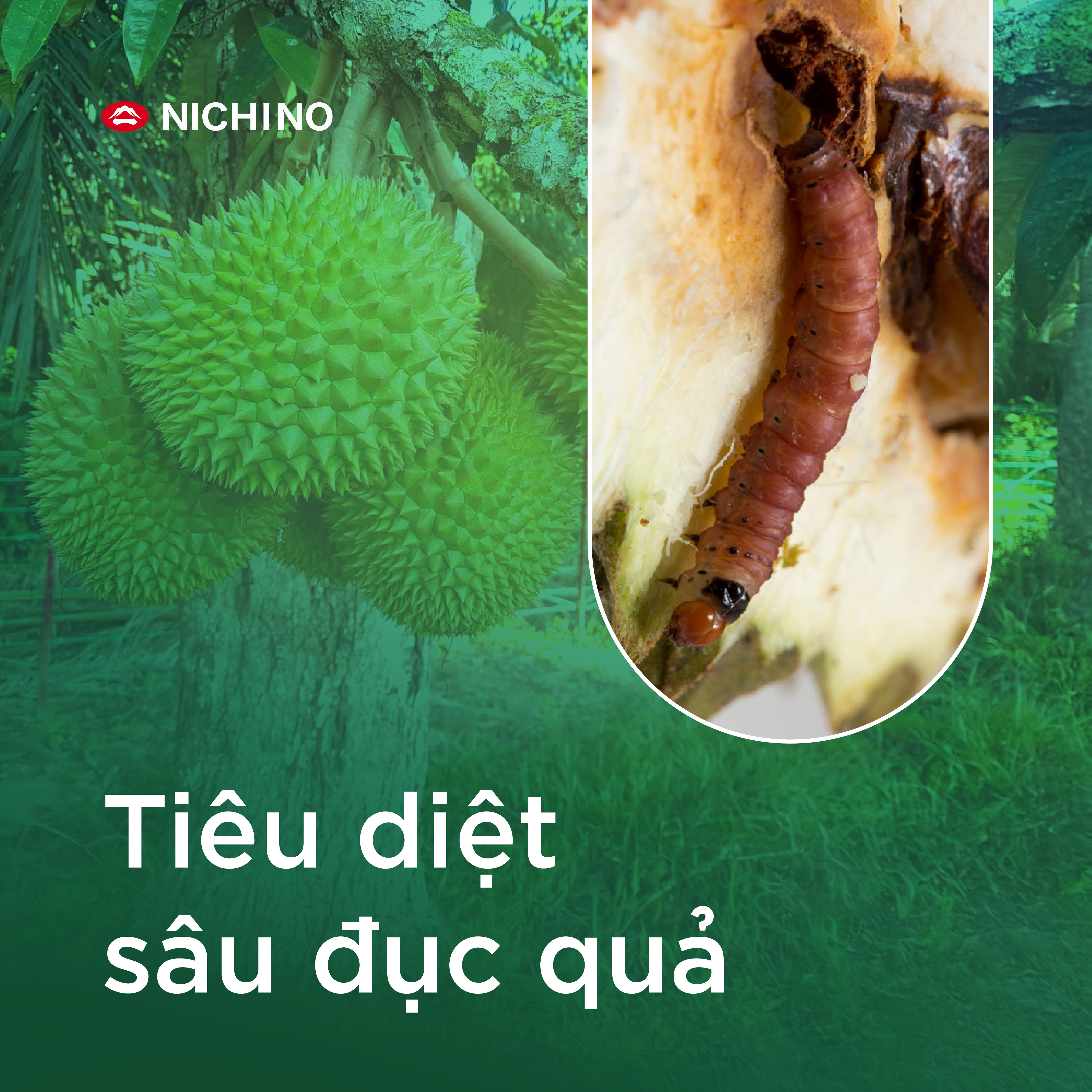 Tiêu diệt sâu đục quả nhờ takumi 20wg