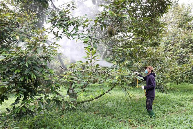 Trái cây đẹp xuất khấu nhờ Takumi 20wg